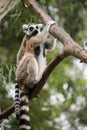 Ring-tailed lemur