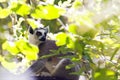 Ring-tailed lemur. Madagascar Royalty Free Stock Photo