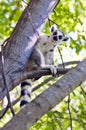 Ring-tailed lemur. Madagascar Royalty Free Stock Photo