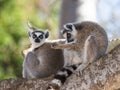 Ring-tailed lemur sitting on a tree. Madagascar.