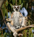 Ring-tailed lemur sitting on a tree. Madagascar.