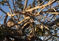 Ring tailed lemur sitting on the tree photo