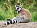 Ring-tailed lemur sitting on the tree stump Royalty Free Stock Photo