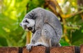 Ring tailed lemur sitting very relaxed Royalty Free Stock Photo