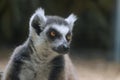 Ring-tailed lemur stares intently to side