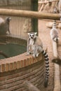 Ring-tailed lemur staring into a cage