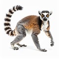 Ring Tailed Lemur Studio Portrait Against White Background Royalty Free Stock Photo