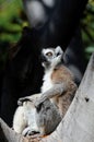 Ring-tailed lemur sunbathing in a tree