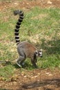 A Ring Tailed Lemur Royalty Free Stock Photo