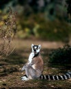 Ring-tailed lemur with a surprised expression Royalty Free Stock Photo