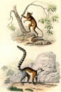 Ring-tailed lemur, Tarsier, vintage engraving