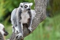 Ring-tailed lemur