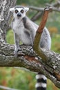 Ring-tailed lemur