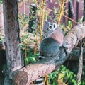 Ring-tailed lemur on a tree trunk in the rainforest in the covered park the OrchideeÃÂ«n Hoeve Royalty Free Stock Photo