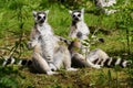 Ring-tailed Lemur Royalty Free Stock Photo