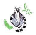 Ring-tailed lemur vector illustration.