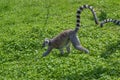 Ring tailed lemur walking in the field Royalty Free Stock Photo