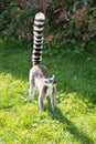 Ring tailed lemur walking on grass Royalty Free Stock Photo