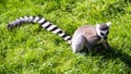 Ring tailed lemur walking on grass Royalty Free Stock Photo