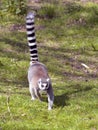 Ring-tailed lemur walking on grass Royalty Free Stock Photo