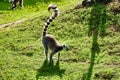 Ring-tailed lemur walking on green grass at a zoo Royalty Free Stock Photo