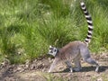 Ring-tailed lemur walking Royalty Free Stock Photo