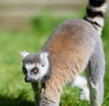 Ring tailed lemur walking on a sunny day Royalty Free Stock Photo