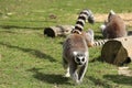 Ring tailed lemur Royalty Free Stock Photo