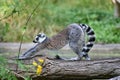 A ring tailed lemur walking on a tree Royalty Free Stock Photo