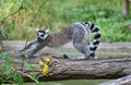 A ring tailed lemur walking on a tree Royalty Free Stock Photo