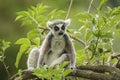 Ring-tailed Lemur Royalty Free Stock Photo