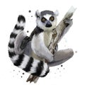 A Ring-tailed Lemur