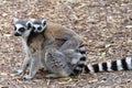 Ring Tailed Lemur on a woodland floor with a baby on her back