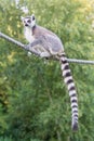 Ring-tailed lemur (Lemur catta) Royalty Free Stock Photo