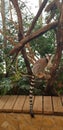 Ring-tailed lemur & x28;Lemur catta& x29; on a tree