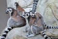 Ring-tailed lemur (Lemur catta). Royalty Free Stock Photo