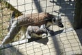 Ring tailed lemur at the zoo