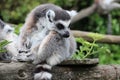 ring-tailed lemur - zoo - france Royalty Free Stock Photo