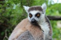 ring-tailed lemur - zoo - france Royalty Free Stock Photo