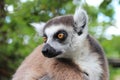 ring-tailed lemur - zoo - france Royalty Free Stock Photo