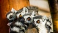 Ring-Tailed Lemuridae Family Resting Outdoors Royalty Free Stock Photo