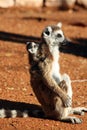 Ring tailed lemurs Royalty Free Stock Photo