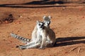 Ring tailed lemurs Royalty Free Stock Photo