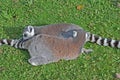 Ring-tailed lemurs Royalty Free Stock Photo