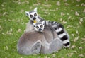 Ring-tailed lemurs Royalty Free Stock Photo