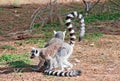 Ring-tailed lemurs Royalty Free Stock Photo