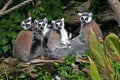 Ring tailed Lemurs Royalty Free Stock Photo