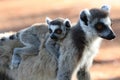 Ring tailed lemurs Royalty Free Stock Photo