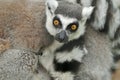 Ring-tailed Lemurs Royalty Free Stock Photo