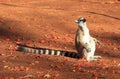 Ring Tailed Lemurs at Berenty Reserve Royalty Free Stock Photo